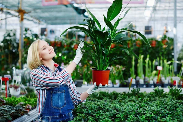 Jovem mulher segurando vaso com planta — Fotografia de Stock