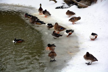 Su gölünde yüzen ördekler