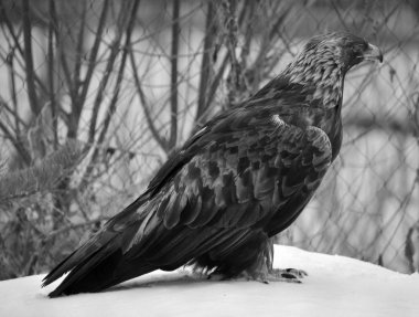 Vahşi kartal kış ormanında