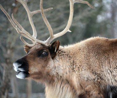 Kış ormandaki yabani geyik