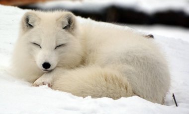 Kış ormanında vahşi kurt