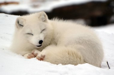 Kış ormanında vahşi kurt