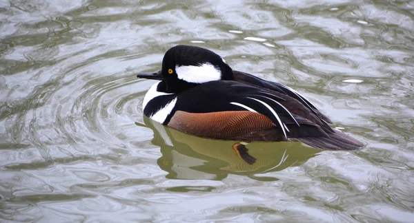 Ente Schwimmt Wassersee — Stockfoto