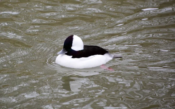 池の中に黒いアヒルと白いアヒル — ストック写真