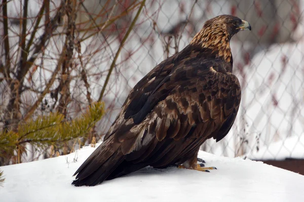 冬季森林中的野鹰 — 图库照片