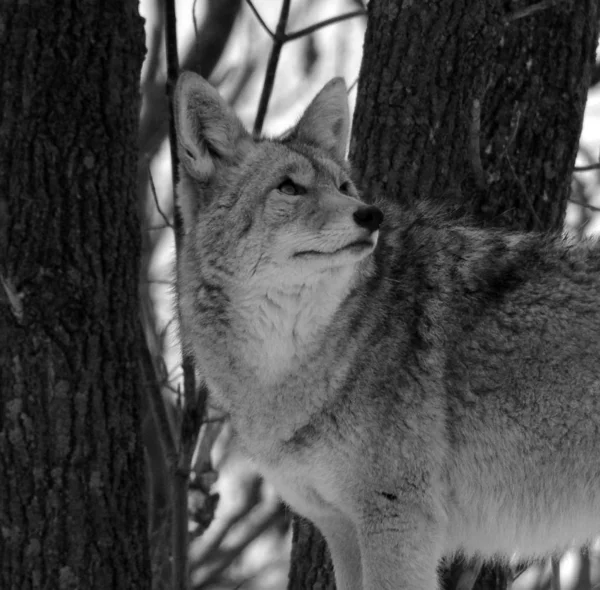 冬の森の野生オオカミ — ストック写真