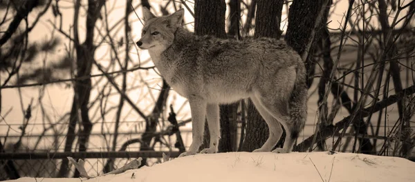 Lobo Salvaje Bosque Invierno — Foto de Stock