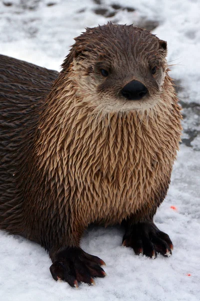 Wild Beaver Winter Forest — Stock Photo, Image