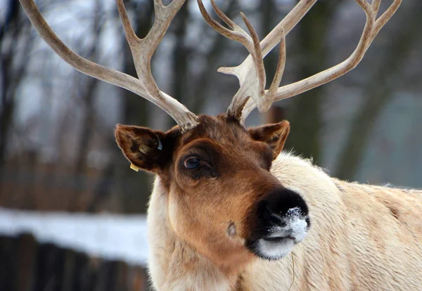 Cerfs Sauvages Dans Forêt Hiver — Photo