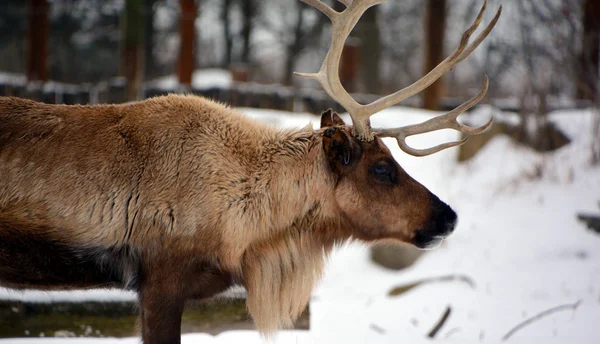 Hjort Vinter Skog — Stockfoto