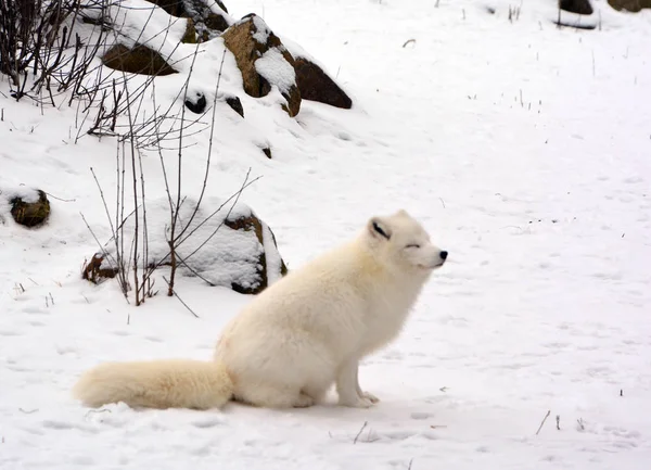 Lobo Selvagem Floresta Inverno — Fotografia de Stock