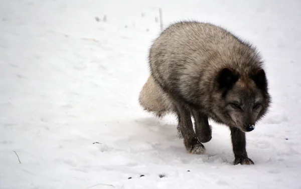 wild wolf in winter forest