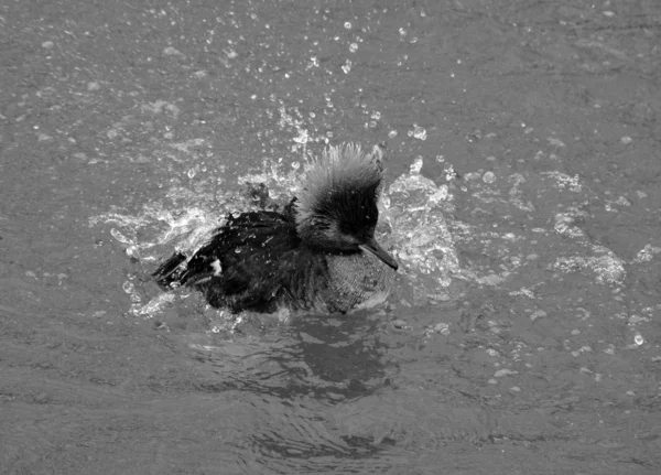Ente Schwimmt Seewasser — Stockfoto