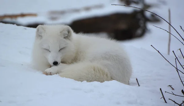 Dziki Wilk Lesie Zimowym — Zdjęcie stockowe
