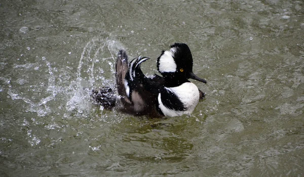 黑白相间的鸭子在水里 — 图库照片