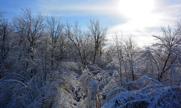 Paisaje Invernal Con Árboles Cubiertos Nieve — Foto de Stock