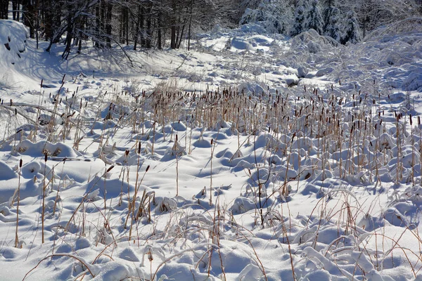 Floresta Inverno Nas Montanhas — Fotografia de Stock