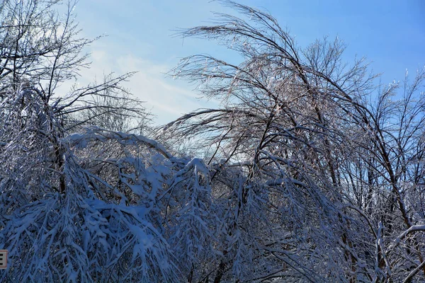 Neve Sull Albero Contro Cielo Blu — Foto Stock