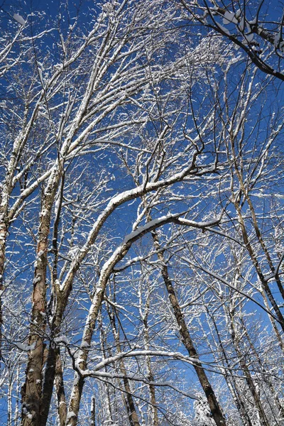 Árvores Cobertas Neve Inverno — Fotografia de Stock