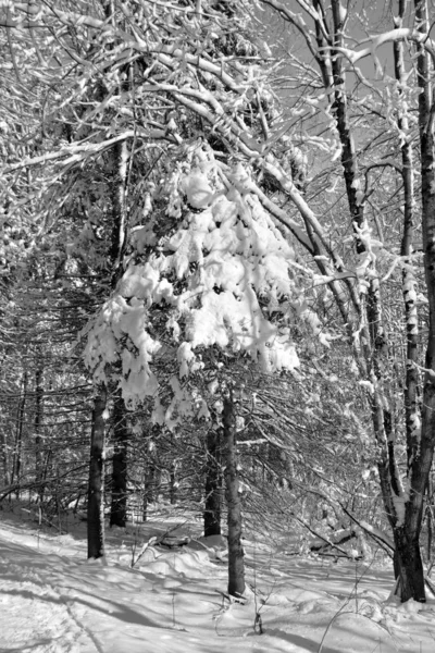 Grandes Árboles Bosque Invierno Pinos Árboles Navidad Imagen Vertical Ramas — Foto de Stock