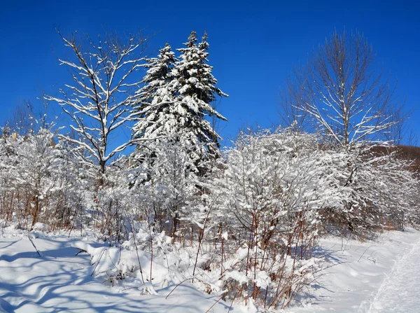 Winter Landscape Snow Covered Trees — Stock Photo, Image