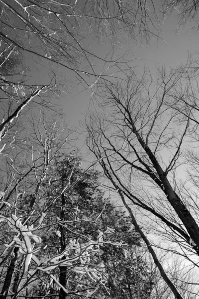 冬には木の枝が — ストック写真