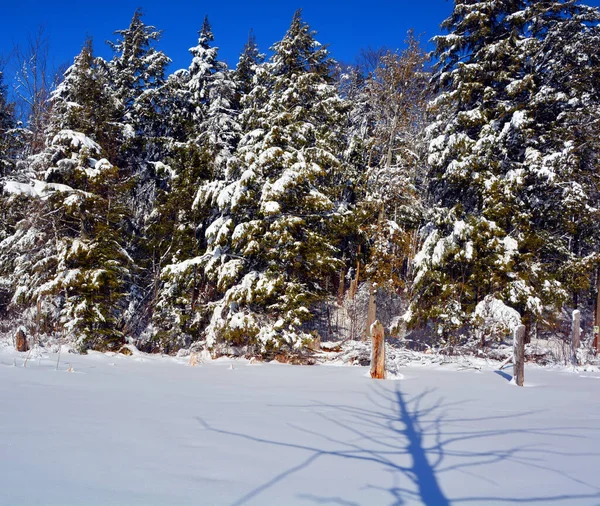Krásná Borovice Sněhu — Stock fotografie