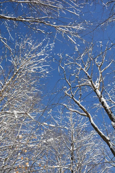 Cristalli Ghiaccio Sui Rami Foglie Contro Cielo Blu Inverno Neve — Foto Stock