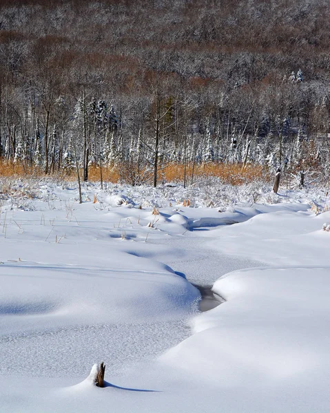 Neve Congelada Parque Inverno — Fotografia de Stock