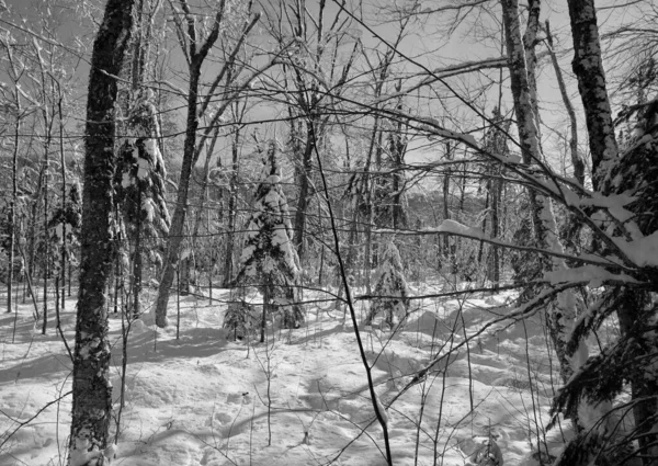 Paisaje Invernal Con Nieve Bosque — Foto de Stock