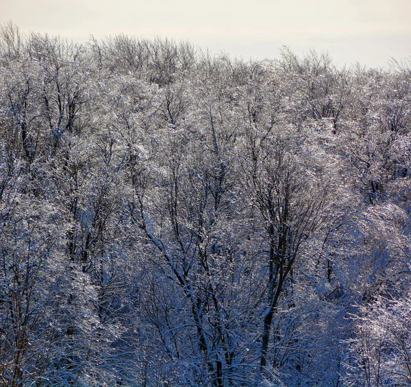 Árbol Bosque Invierno —  Fotos de Stock