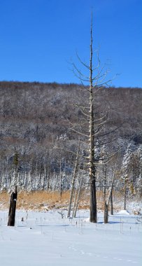 Kış ormanlarında ağaçlar, İspanya