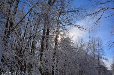 Karla kaplı ağaçlarla kaplı kış ormanı