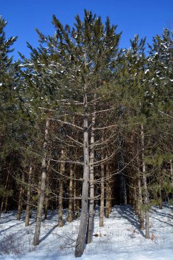 Kış ormanında çam ağaçları
