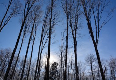 Ormanda huş ağaçları.