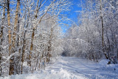 Karla kaplı ağaçlarla kaplı kış manzarası