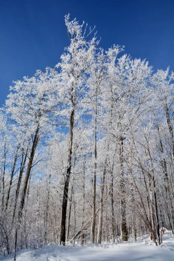 Kış ormanındaki ağaçlar.