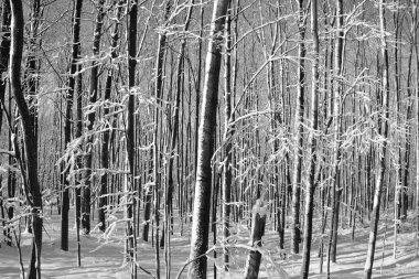 Huş ağaçları Park.