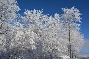 Buz ve karla kaplı kış manzarası