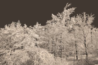 siyah bir arka plan ağaç dalları