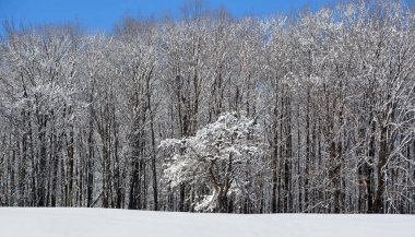 Karla kaplı ağaçlarla kaplı kış manzarası