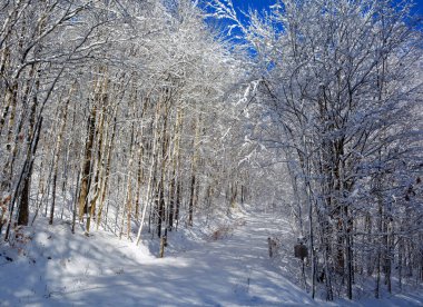 Karla kaplı ağaçlarla kaplı kış manzarası