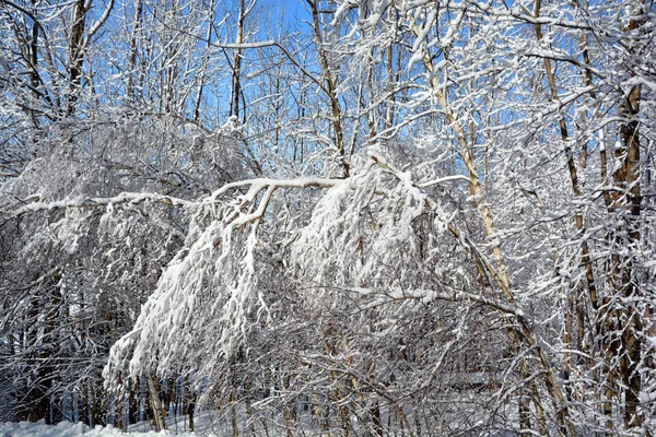 Textura Invernal Del Bosque —  Fotos de Stock