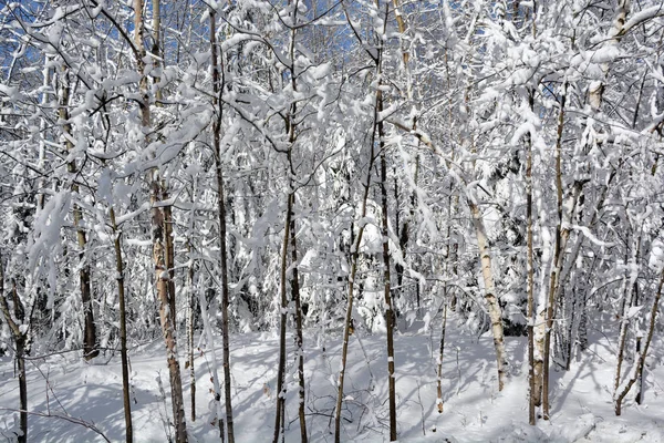 Hermoso Bosque Invierno Día Soleado —  Fotos de Stock