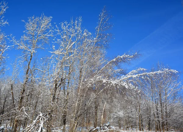 Hermoso Paisaje Invierno Con Cielo Azul —  Fotos de Stock