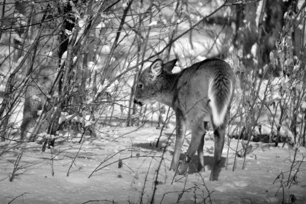 Cervo Selvatico Nel Parco — Foto Stock