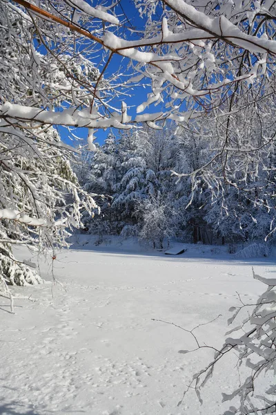 Winter Landscape Snow Covered Trees — Stock Photo, Image