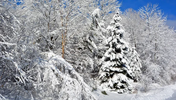 Paisagem Inverno Com Árvores Cobertas Neve — Fotografia de Stock