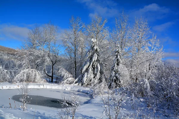 Зимовий Пейзаж Засніженими Деревами — стокове фото