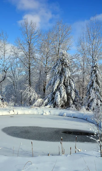 Parque Inverno Com Árvores Cobertas Neve — Fotografia de Stock